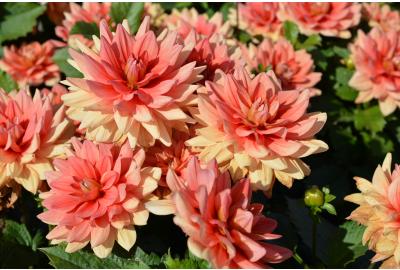 Can I leave my dahlias in the ground during winter?