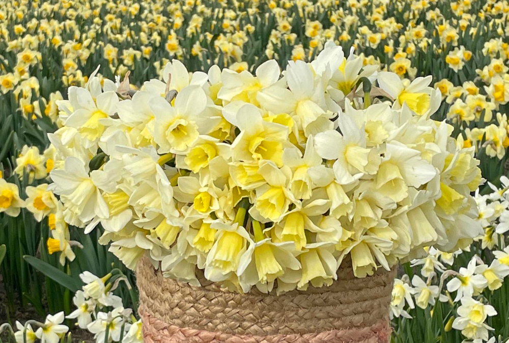 Planting daffodils in pots