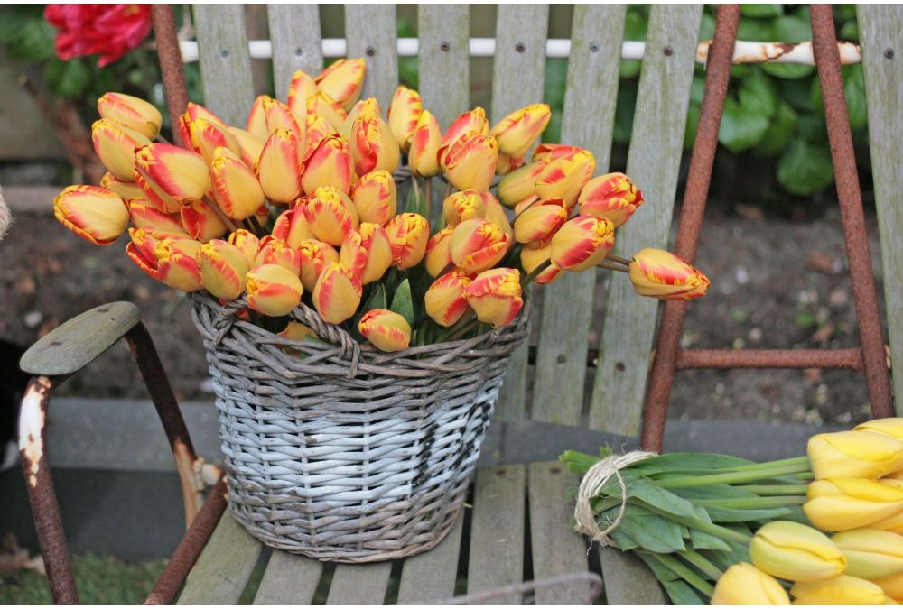 Can I plant tulips in pots?