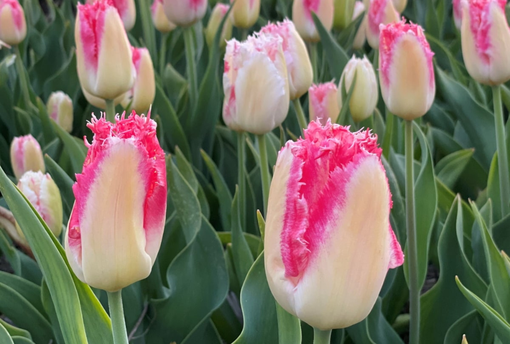 When should I plant tulip bulbs and narcissus bulbs?