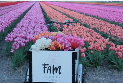 Blogs about visiting our tulip fields