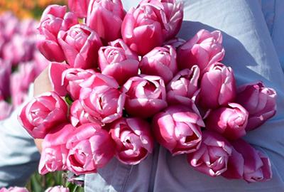 When should I plant tulip bulbs and daffodil bulbs?