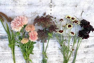 Guide to planting flower seeds: