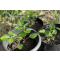 Potting and advancing dahlias