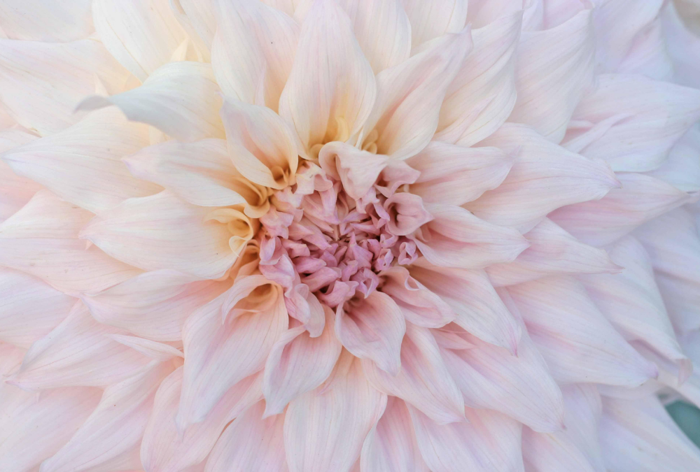 The most beautiful dinnerplate dahlias