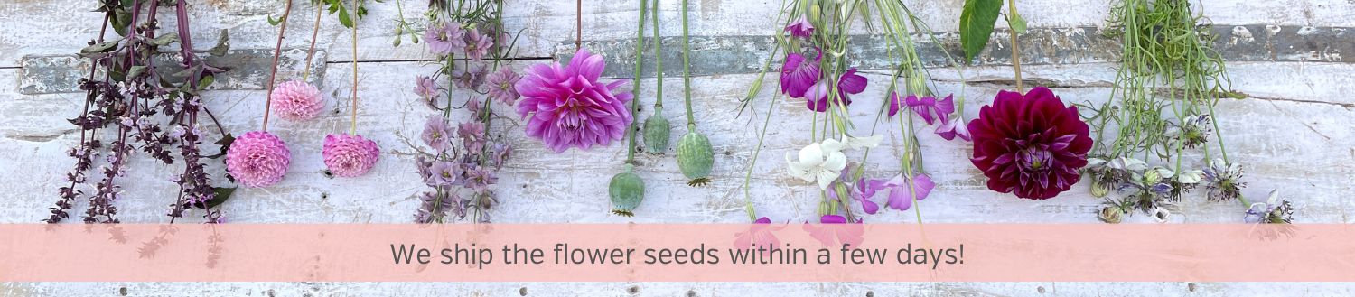 Flower seeds