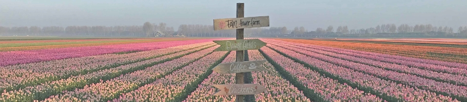 Tulip fields Tulip fields