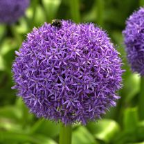Allium Globemaster 1 st.