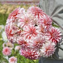 Dahlia Santa Claus