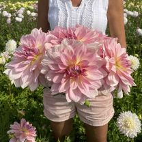 Dahlia Fairway Pilot