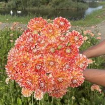 Dahlia Hapet Harmony