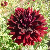 Dahlia Hollyhill Dark Beauty