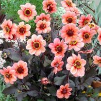 Dahlia HS Kiss