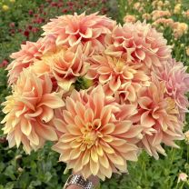 Dahlia Tyrell