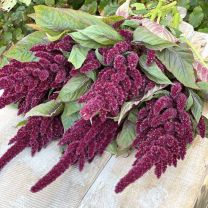 Amaranthus Velvet Curtains