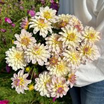 Dahlia Gallery Monet