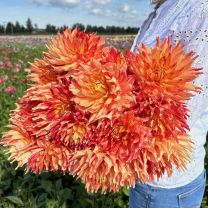 Dahlia Fired Up