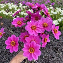 Dahlia HS Juliet