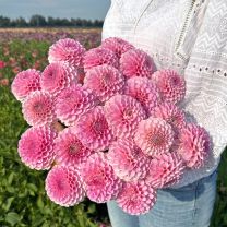Dahlia Wizard of Oz