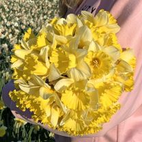 Narcissus Las Vegas