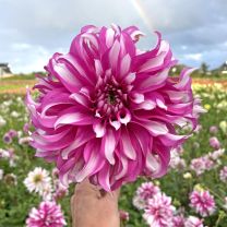 Dahlia Radegast