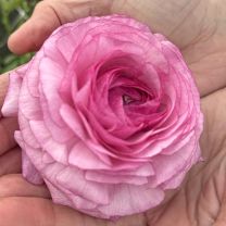 Ranunculus Elegance Milka