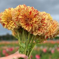 Dahlia Gloriosa