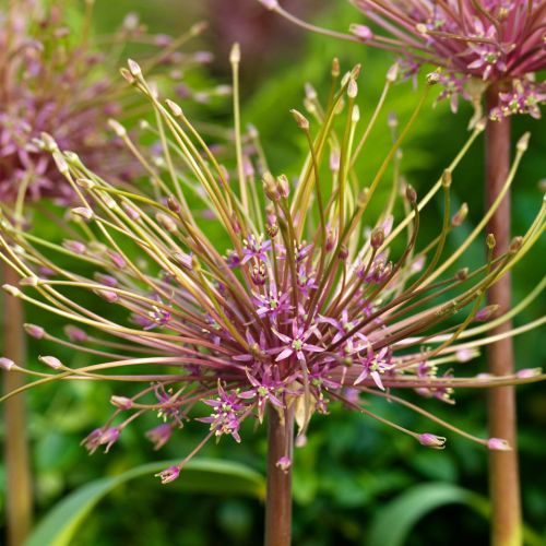 Allium Schubertii 3st.