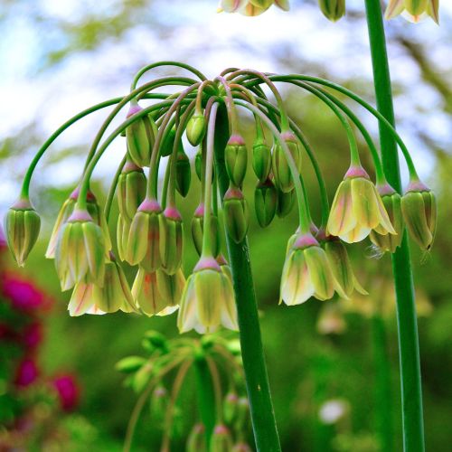 Allium Bulgaricum 10 st.