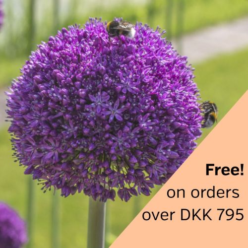 Allium Ambassador 1 st.