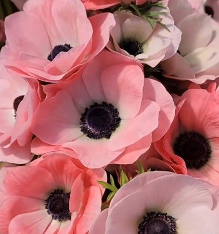 Anemone Mistral Rosa Chiaro