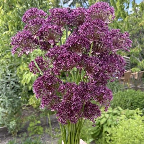 Allium Magic 10 st.