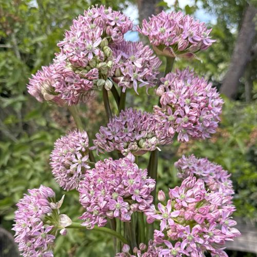 Allium Pink Jewel 3 st.