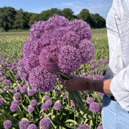 Allium Party Balloon 3 st.