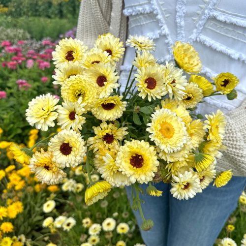 Calendula Ivory Princess 