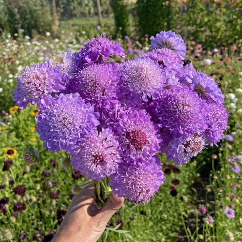 Scabiosa Blue Cockade