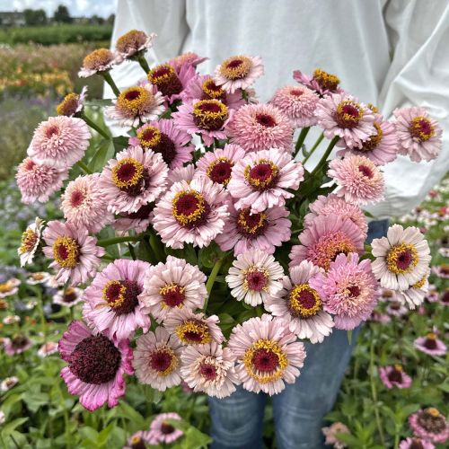 Zinnia Zinderella Lilac