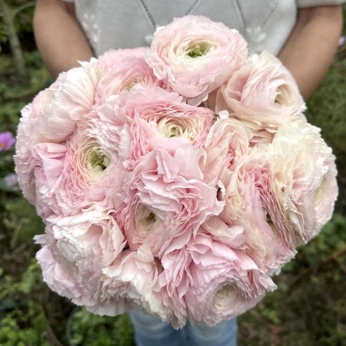 Ranunculus Cloni succes Favola