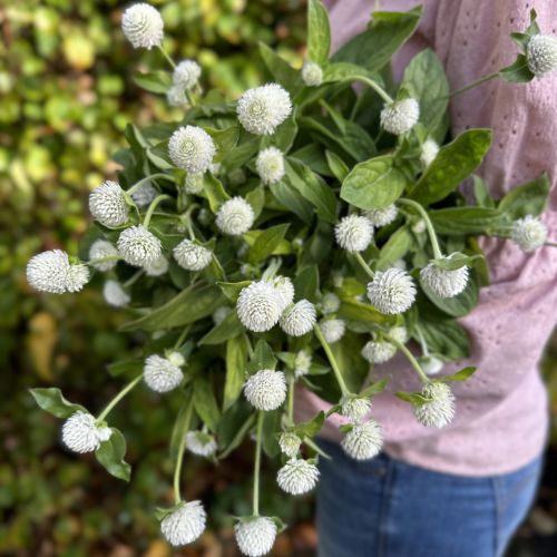 Gomphrena white
