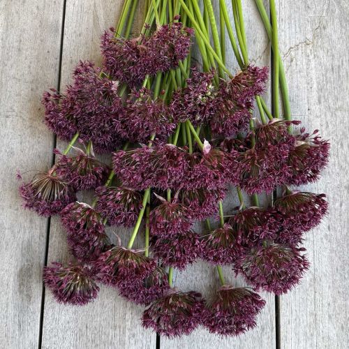 Allium Atropurpureum 10 st.