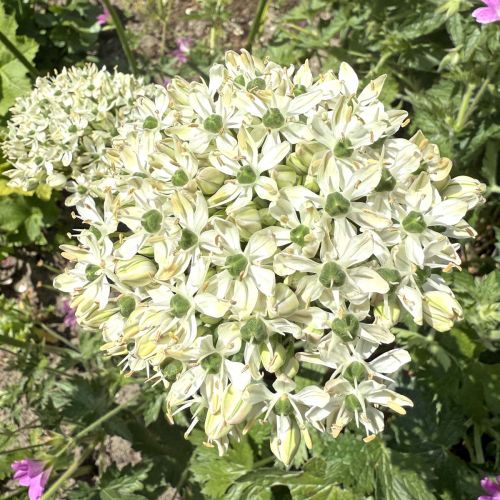 Allium Nigrum 10 st.