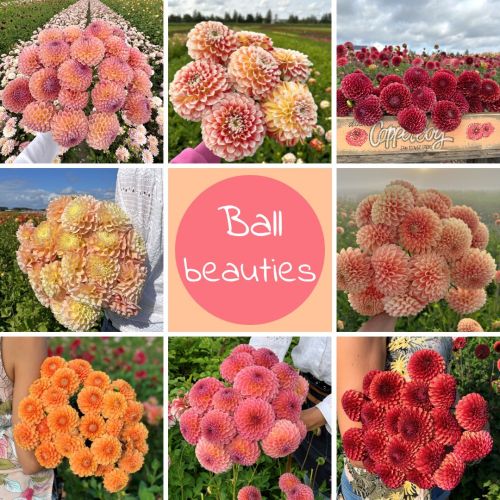 Mix Ball Beauties (8 dahlias)