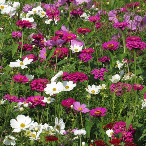 Flower Blend Pink Cloud