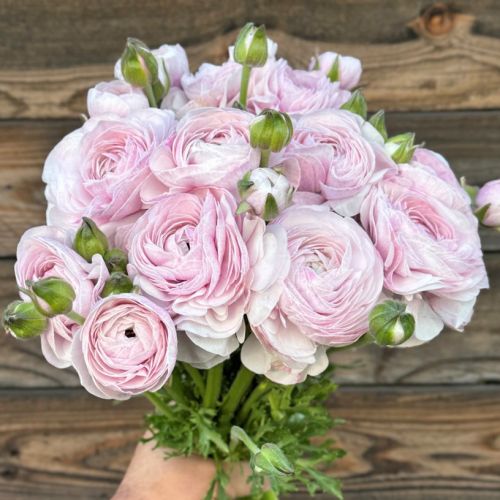 Ranonkels Cloni Succes Nebbia