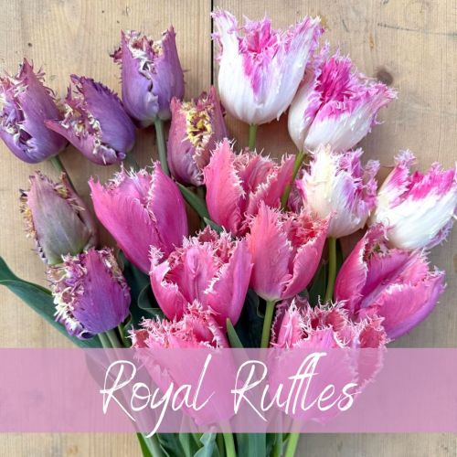 Mix Royal Ruffles