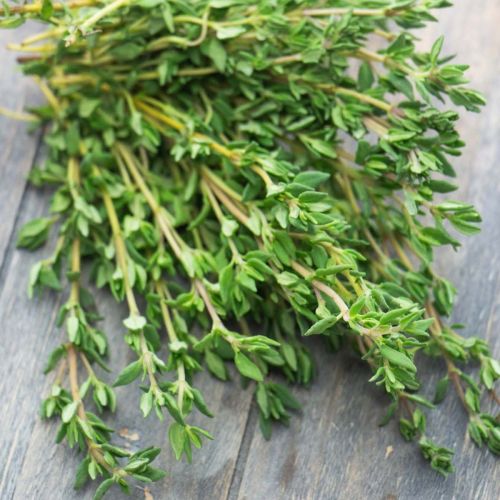 Thyme Winter