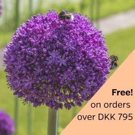 Allium Ambassador 1 st.