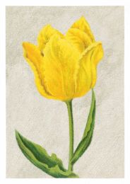 Tulip Mon Trésor