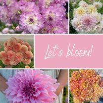 Mix Let's Bloom!