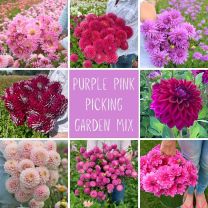 Mix Picking Garden - Purple pink